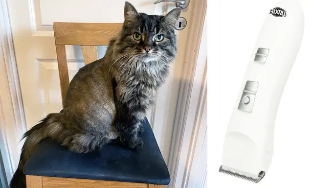 Långhårig katt sitter på en stol bredvid en klippmaskin för djur.