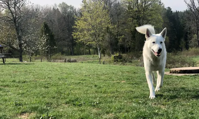Vit hund springer glatt mot kameran i en grönskande park. En perfekt inkallning hund!
