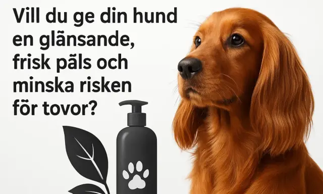 En vacker hund med glänsande päls. Bilden visar en flaska med hundschampo och en text som frågar om du vill reda ut tovor hos din hund.