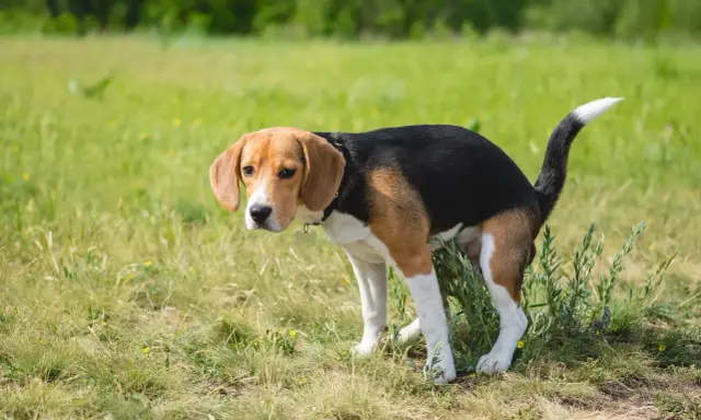 En beagle, en banta hund, nosar i gräset.
