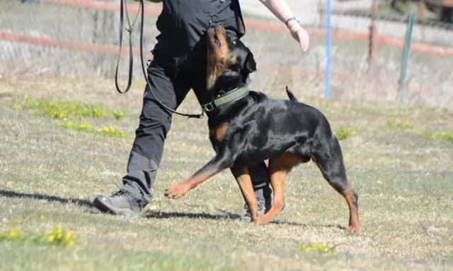 En rottweiler tränas i lydnadsklass 1. Hunden följer sin förare uppmärksamt på en gräsplan.