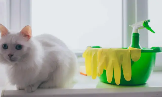 Vit katt med blå ögon sitter bredvid en grön hink med gula handskar och en sprayflaska, redo att städa upp kattpiss i soffan.