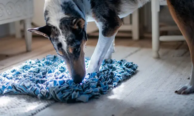 Hund nosar i en blå matta, kanske letar efter sitt bantningsfoder hund.