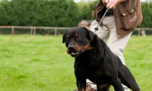 Rottweiler på koppel, en person försöker få hunden att sluta dra.