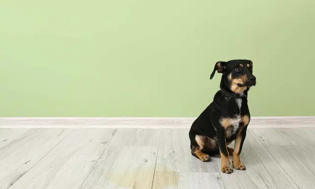 Liten hund sitter på golvet bredvid en pöl. Det ser ut som att hunden kissar inne.
