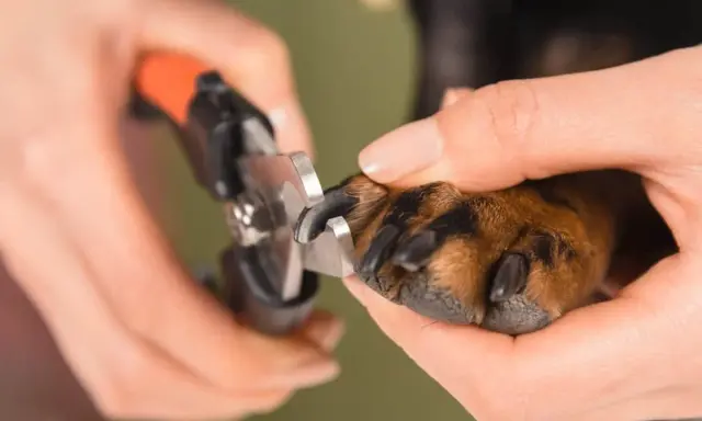 En person klipper en hunds klor. Det är viktigt att veta hur långa klor ska en hund ha för att undvika skador.