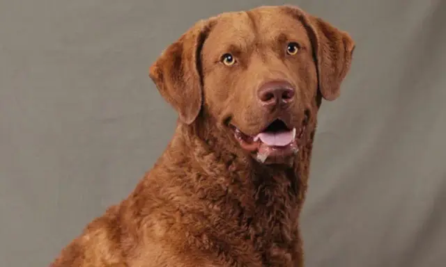 Brun hund med öppen mun och glada ögon. En frisk hund är en lycklig hund, men hur lång tid tar det att banta en hund?