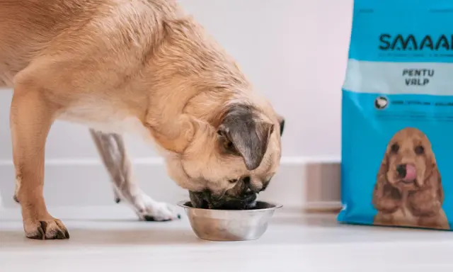 En hund äter ur en skål bredvid en påse hundfoder. Denna hundgyllene valp är kastrerad och njuter av sin måltid.