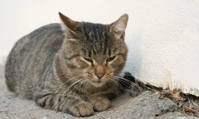En trött randig katt vilar mot en vit vägg. Katten kan ha symtom på pankreatit.