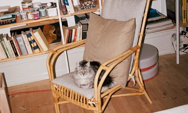 En fluffig, gråvit **inomhus katt** sitter på en korgstol framför en bokhylla fylld med böcker och burkar.