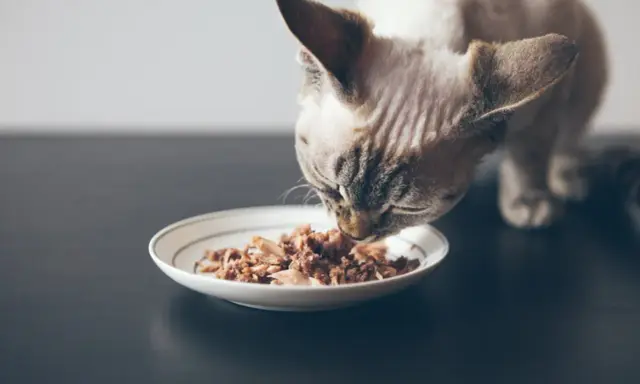 En katt äter från en tallrik med spannmålsfritt kattfoder.