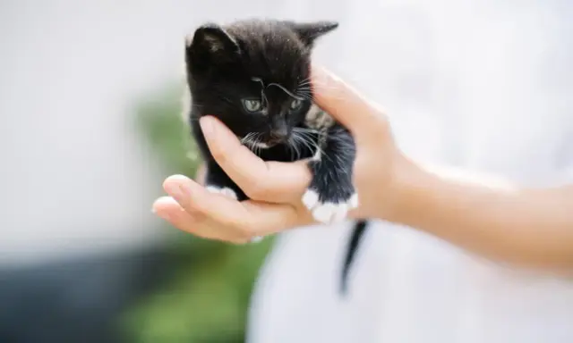 En liten svart kattunge med vita tassar hålls i en hand. Perfekt för din checklista kattunge.