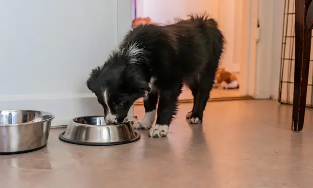 Söt valp äter ur skål, redo för valpfoder till vuxen hund.