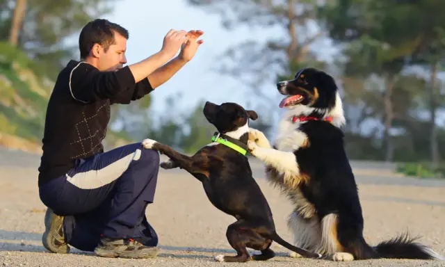 Man ger en high five hund. Två hundar hoppar upp mot mannen som sitter på huk.
