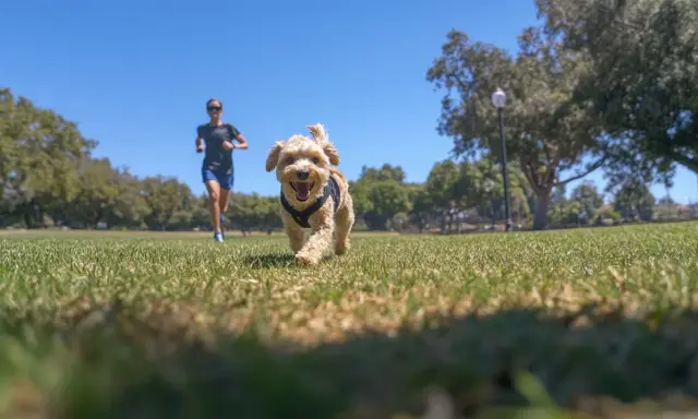 Glad hund springer mot kameran i en park, med en person som springer i bakgrunden.