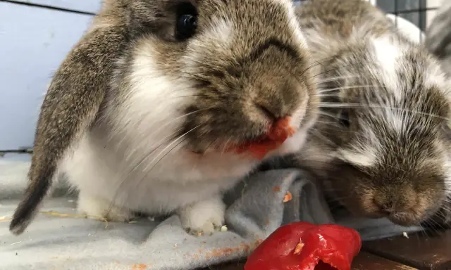 Två kaniner med röd paprika på nosen. De verkar ha njutit av sitt snack.