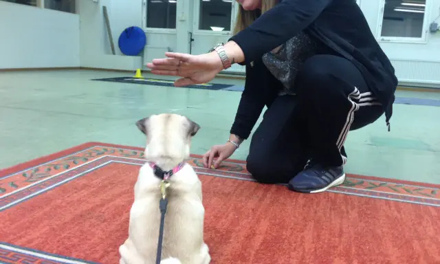 En kvinna tränar sin mops på en viltspårskurs. Hunden sitter på en matta och tittar upp mot kvinnan som ger den en godbit.