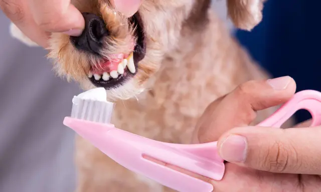En person borstar tänderna på en hund med en rosa tandborste och vit tandkräm.