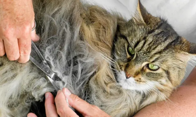 En person klipper tovor ur en långhårig katts päls. Katten har gröna ögon och tittar mot kameran.