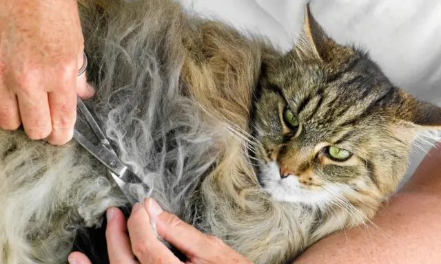 En person klipper försiktigt tovor ur en långhårig katts päls. Katten har gröna ögon och ser lite skeptisk ut.