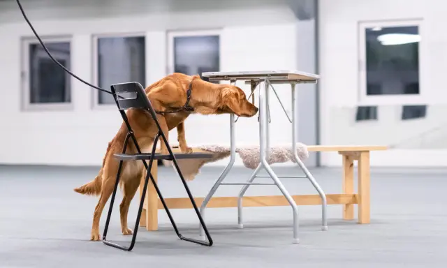 En brun hund klättrar på en stol för att nå en låg bordsskiva, fokuserad på sitt nose work-uppdrag.