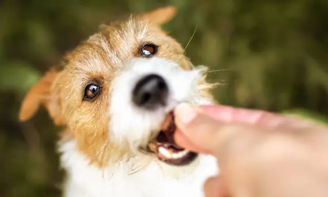 En söt hund får en godbit, kanske till och med kattmat till hund, från en hand.