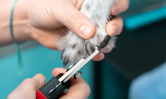 En person klipper en hunds långa klor med en klosax.