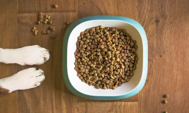 En hundskål fylld med torrfoder. Bredvid skålen syns två hundtassar. En fråga som många hundägare ställer sig är: hur mycket mat ska en hund ha?
