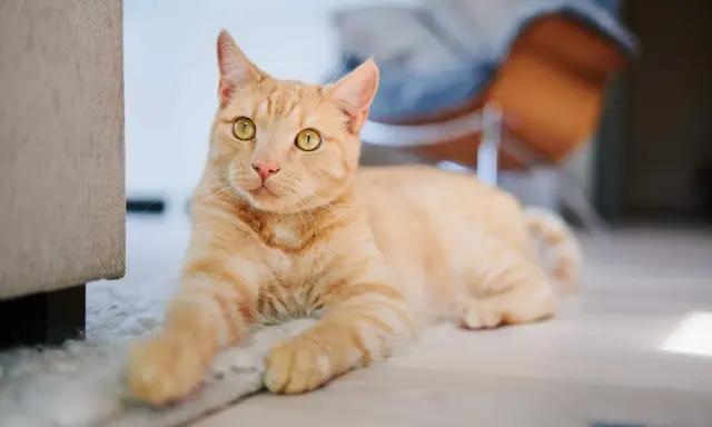 An orange tabby cat with bright yellow eyes lies on a rug, looking towards the camera.