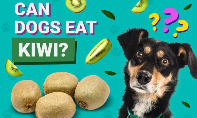 En nyfiken kiwi hund tittar på frukten. Kan hundar äta kiwi? Frågetecken svävar över hans huvud.