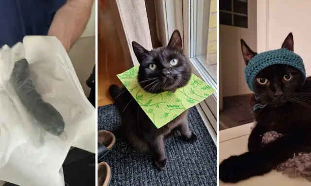 En svart katt med en grön duk runt halsen och en annan med en blå mössa. En tredje bild visar en svart katt som biter på sladdar.