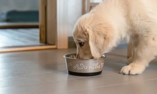 En söt golden retriever-valp mumsar i sig sitt monster valpfoder ur en skål med benmotiv.