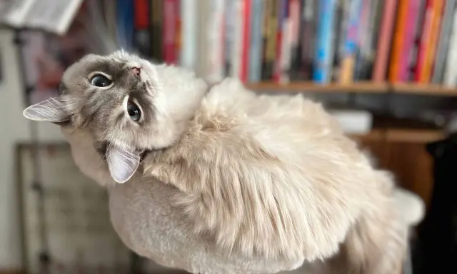 En fluffig katt med blå ögon ligger på en klösmöbel. Bakom syns en bokhylla. Denna katt påminner om stora kattraser.