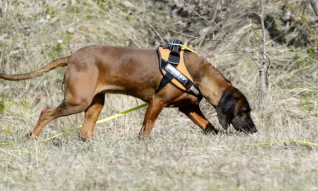 Brun hund med orange sele nosar i gräset, redo för anlagsprov.