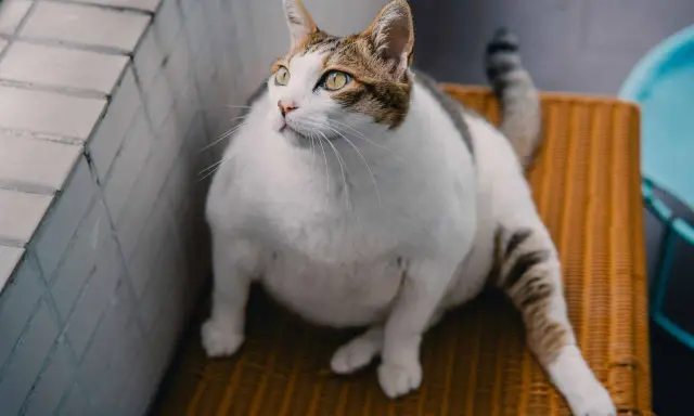 En tjock katt med vita och bruna markeringar sitter på en orange stol och tittar uppåt.