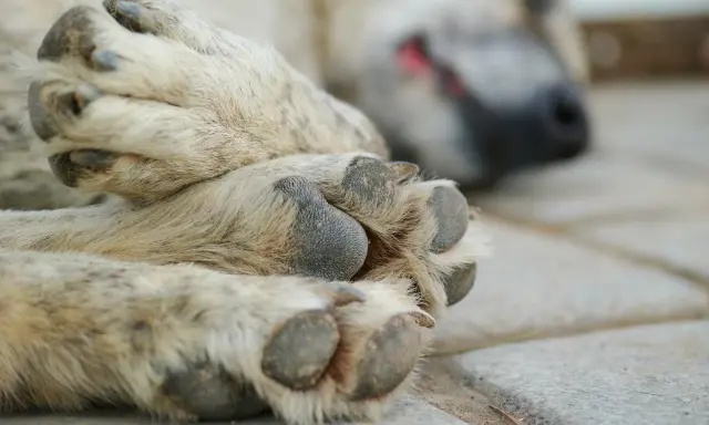 En hund sover på stenplattor. Tassarna är i fokus, med synliga klor. Hur många klor har en hund? Vanligtvis fem på framtassarna och fyra på baktassarna.