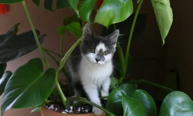 En kattunge gömmer sig bland stora gröna blad, som om den utforskar en djungel av blommor som katter tål.
