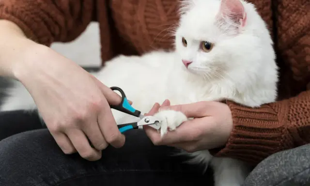 Person trimming a white cat's claws with nail clippers.
