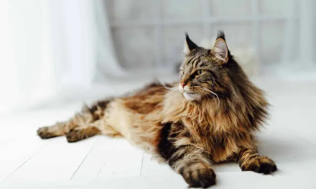 En ståtlig maine coon med gyllene ögon och en yvig päls ligger utsträckt på ett vitt trägolv.