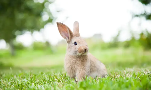 En söt kaninunge sitter i gräset. Visste du att kaniner har otroligt bra hörsel? Lär dig mer fakta om kaniner!