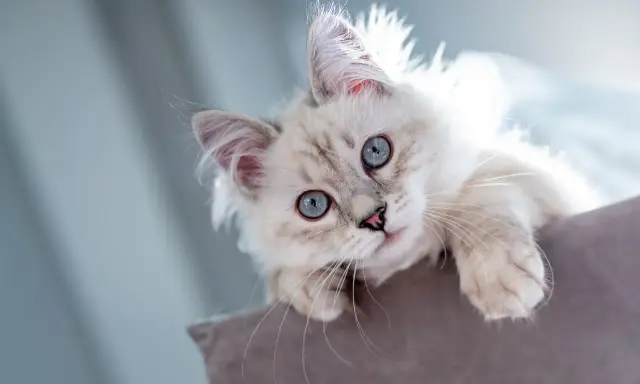 Söt kattunge med blå ögon som tittar upp. Snart dags för vaccination katt för att hålla den frisk och glad.