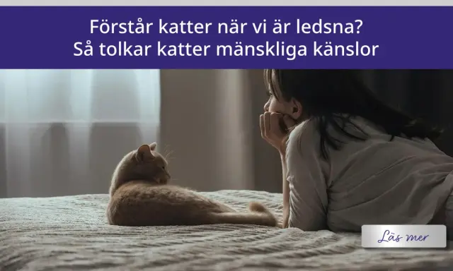 A ginger cat lies on a bed looking at a person resting their head on their hand.