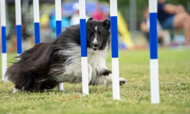 En svartvit hund med lång päls navigerar snabbt genom en agilitybana, med fokus på uppgiften.