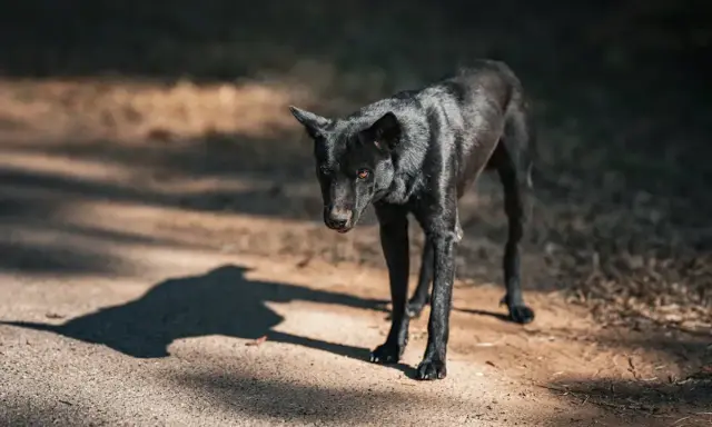 En ensam, mager svart hund med svansen mellan benen står på en grusväg i skuggan av träd.