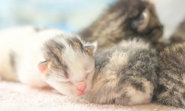 Söta kattungar, kanske 4 veckor gamla, sover tätt tillsammans. En vit och grå kattunge med rosa nos ligger längst fram.