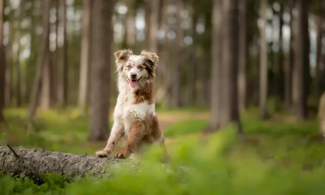 En glad hund sitter på en fallen trädstam i skogen. Dess kroppsspråk visar att den är avslappnad och nöjd.