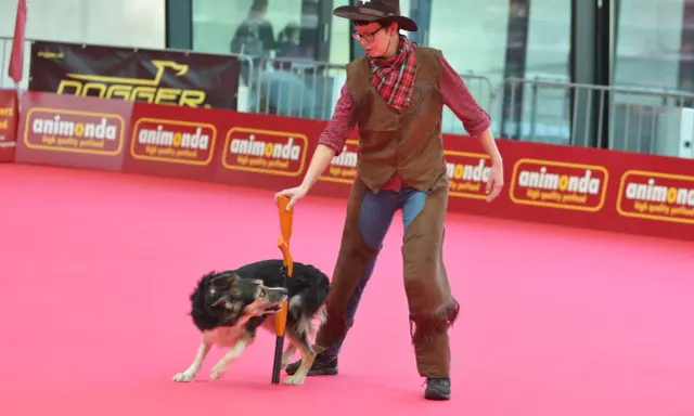 En person klädd som cowboy med en hund som utför ett trick. En del av en hund tricks list.