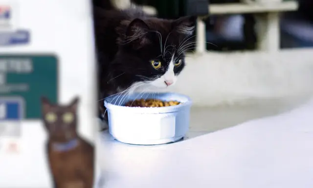 Svartvit katt med gula ögon nosar på mat i skål. En annan katt syns suddigt i bakgrunden. Kanske en gastrointestinal katt som äter specialkost.