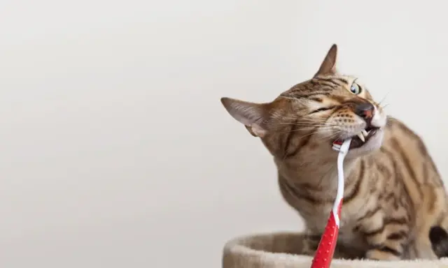 En bengalisk katt tuggar på en röd tandborste.