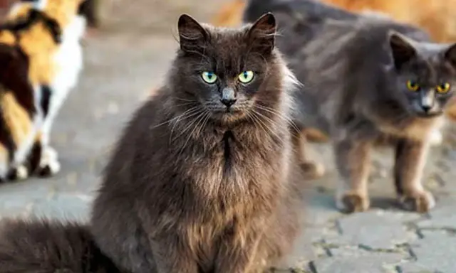 En grå långhårig katt med gröna ögon sitter framför andra katter. Den ser ut som en katt som kan behöva avliva katt som bits.